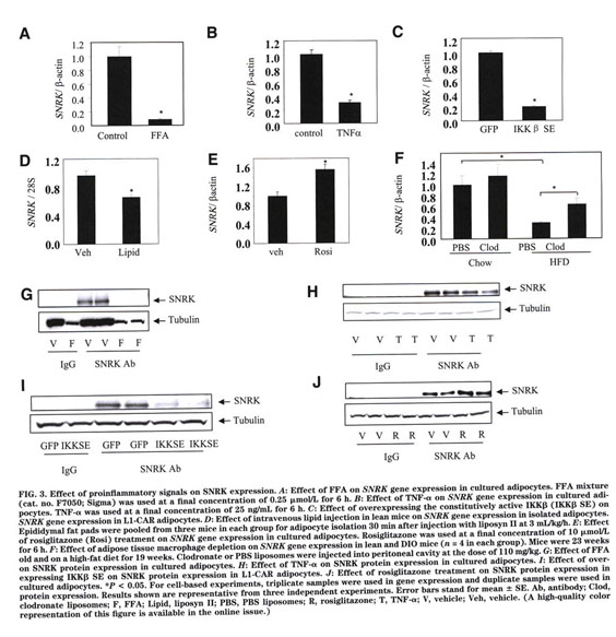 Sucrose Nonfermenting 4-Link Protein Diet