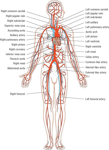 Circulatory system diagram