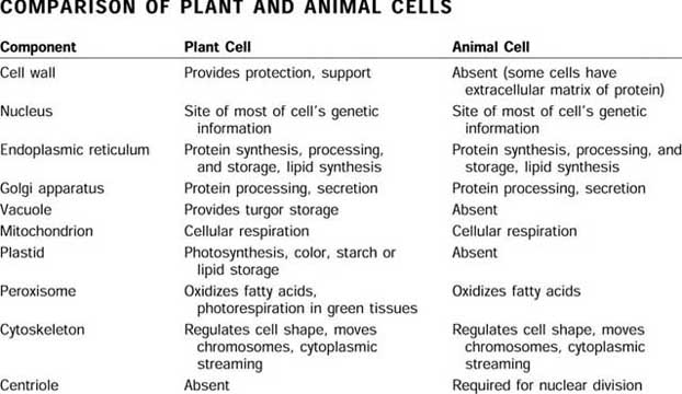 Plant and Animal Cells - 7th Grade Science: Plant and Animal Cells -  LibGuides at Amarillo ISD