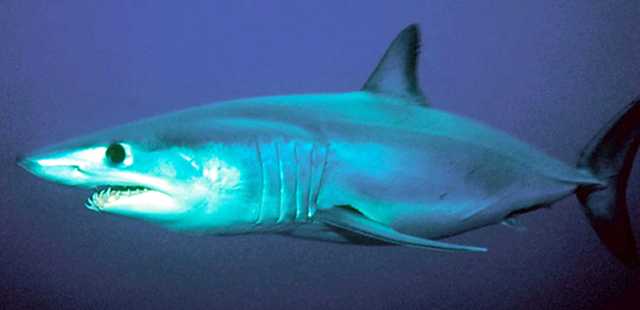 The mako shark's sleek body allows it to swim more than twenty miles an hour.