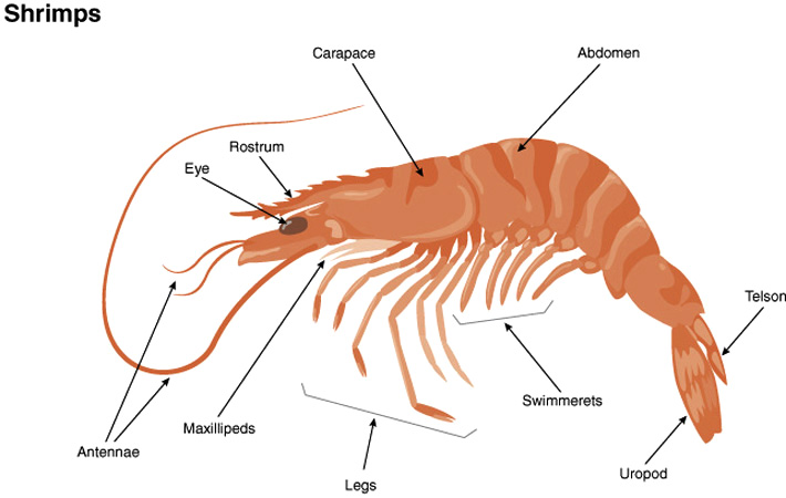 An illustration showing the parts of a shrimp's body: eye, rostrum, carapace, abdomen, telson, uropod, swimmerets, legs, maxillipeds, and antennae.