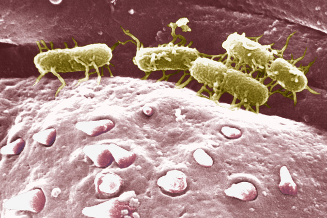 Image of salmonella typhi bacterium