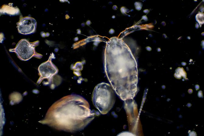 Plankton are some of the most important life forms in the ocean.