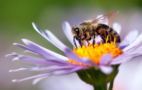 Bees help to pollinate flowers.