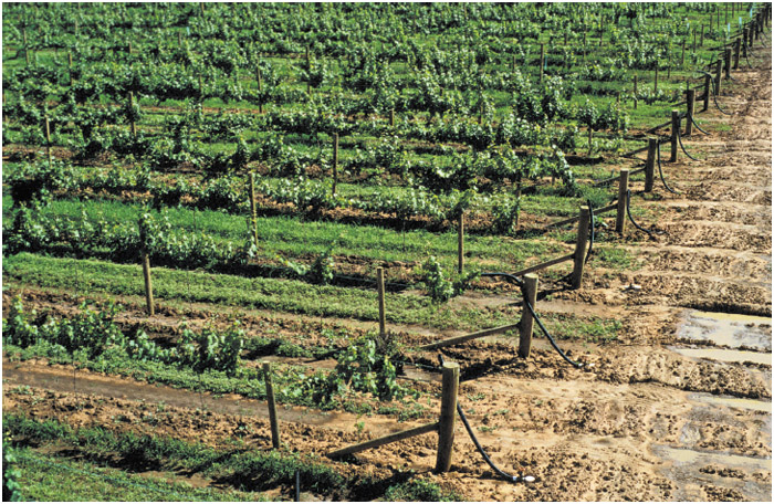 Irrigation allows farmers to control watering of plants in dry areas with less than average rainfall.