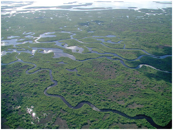 One of the largest wetlands in the U.S. is the Florida Everglades, which has been named a World Heritage Site and is also the largest tropical wilderness in the U.S.