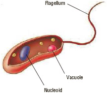 Anatomy of an individual bacterium. Its DNA (genetic material) is in the nucleoid area, but it is not enclosed within a membrane. The vacuole is enclosed within a membrane and stores everything from water and food to waste products.