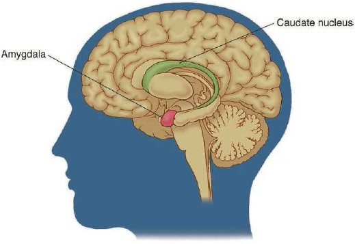 Cross-section of a brain showing the amygdala and caudate nucleus—the structures believed to be linked to negative emotions such as fear and anger. The amygdala is believed to be fully developed by the time a baby is born.