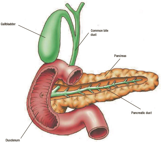 Anatomy of the gallbladder, pancreas, and duodenum.