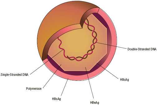 Hepatitis B virus (HBV) is composed of an inner protein core and an outer protein capsule. The outer capsule contains the hepatitis B surface antigen (HBsAg).