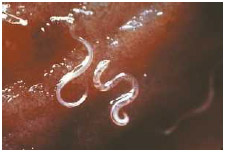 The parasitic hookworm Ancylostoma canium uses its hooked mouthpart to attach to the intestinal wall.