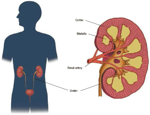 The kidneys are located on both sides of the spinal column just above the waist.