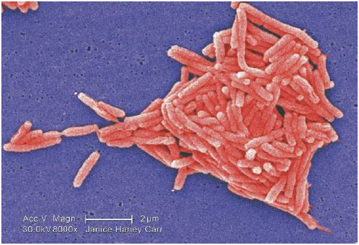 Scanning electron micrograph (SEM) depicted a grouping of Gram-negative Legionella pneumophila bacteria.