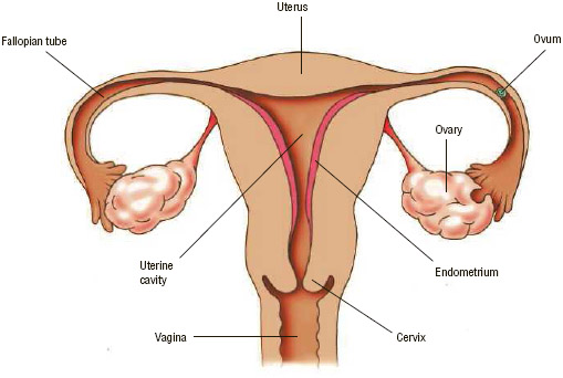 Anatomy of the female reproductive system, including an unfertilized egg (ovum) in one of the fallopian tubes.