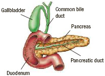 Anatomy of the pancreas, gallbladder, and duodenum.
