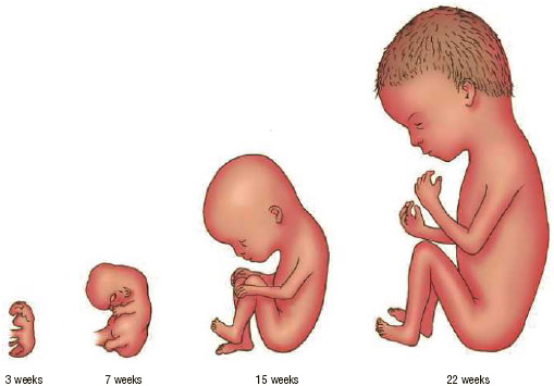 Left to right: Embryo and fetus at 3 weeks; 7 weeks; 15 weeks; and 22 weeks.