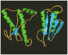 Computer generated illustration of human prion protein in its normal shape at molecular level (left) and disease-causing prion protein in its abnormal shape.
