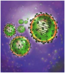 Illustration of the SARS virus. The membrane and protein envelope (violet) surround a genome of single-stranded RNA. The entire virus is surrounded by glycoproteins (orange) that suggest a corona or crown.