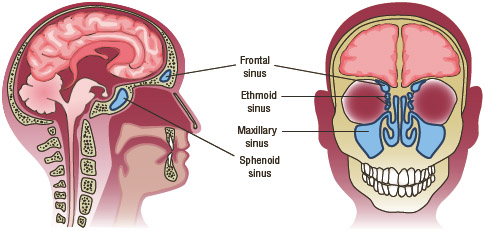 The four pairs of paranasal sinuses in the human skull.