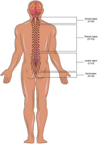 The extent of sensory and motor loss resulting from a spinal cord injury depends on the level of the injury because nerves at different levels control sensation and movement in different parts of the body.