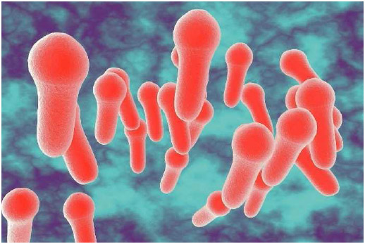 clostridium tetani bacteria