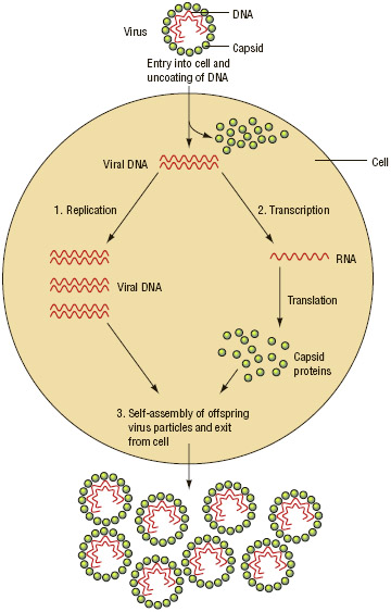 The replication of a virus.