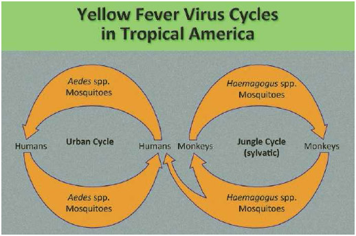 The urban cycle (left) involves transmission of the virus between humans and urban mosquitoes, primarily Aedes aegypti. The virus is usually brought to the urban setting by a human who was infected in the jungle or savanna.