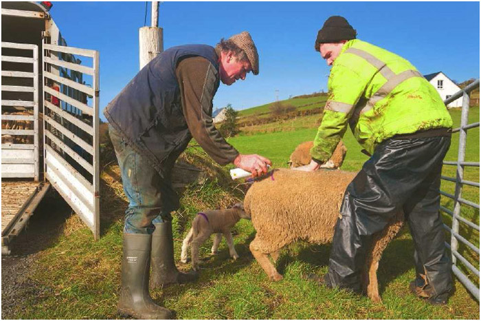 A farmer and his son mark sheep and spring lambs with their family brand, County Donegal, Ireland.