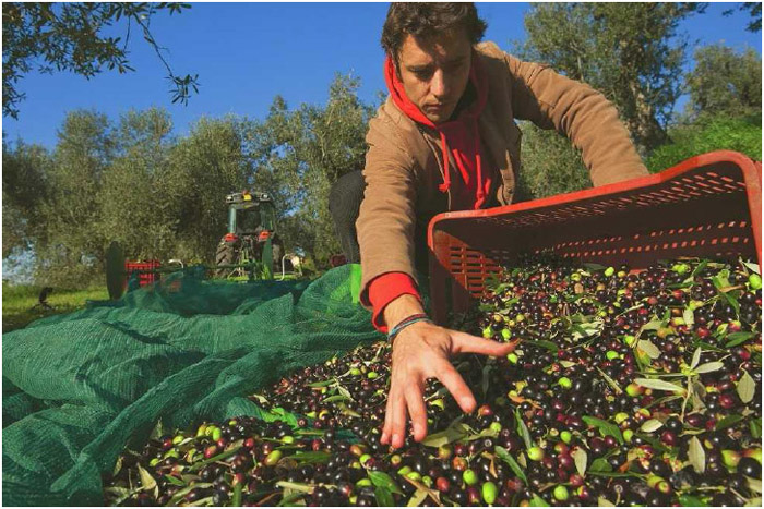 A man harvests olives in an olive grove in Tuscany. Tuscany is renowned for its natural beauty and agricultural products.