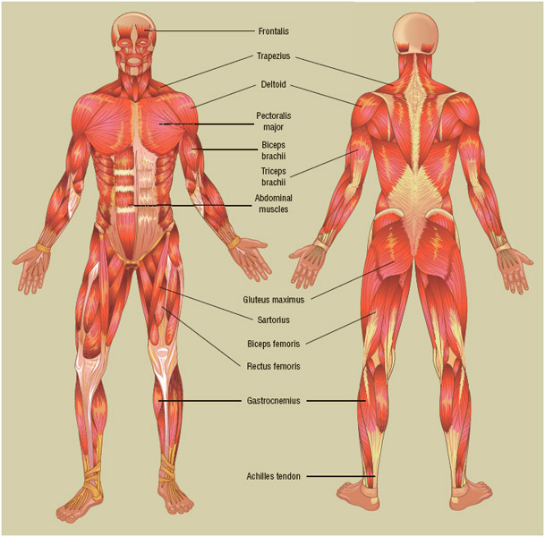 The muscular system. Skeletal muscles link the somatic nervous system and skeletal system, carrying out instructions from the brain related to voluntary movement.