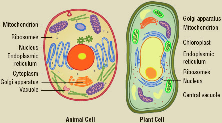Animal and Plant Cells Organelles in a plant cell and an animal cell.