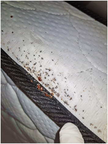 Bedbugs and bedbug eggs on a mattress.