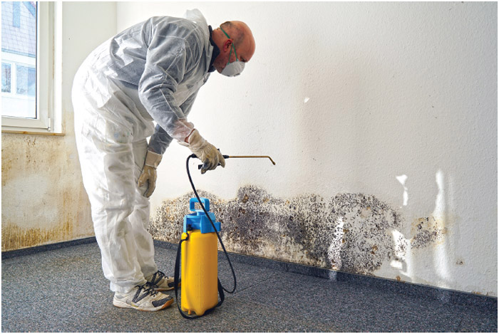Mold removal expert