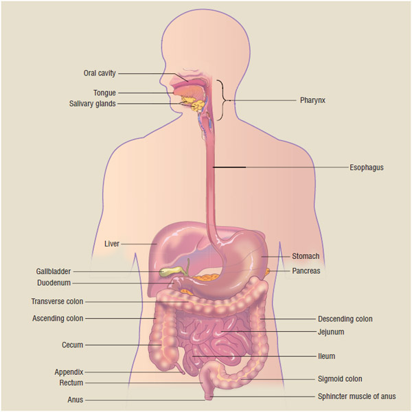 Diagram of the digestive system.