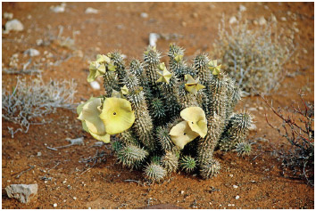 Hoodia cactus in flower. Hoodia can be used for medicinal purposes by the bushman as an appetite suppressant.