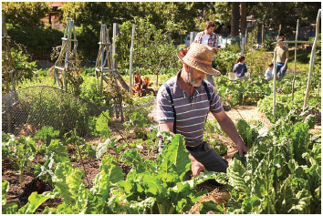 A man working on a community allotment.