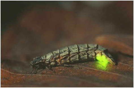 In 1596 Li Shizhen correctly identified glowworms as one of the insects that contained bacteria that emitted a natural luminescence, or light.