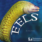 Eels, ed. , v.  Cover