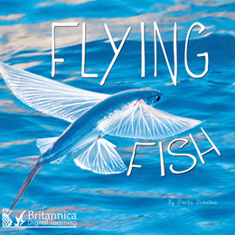 Flying Fish, ed. , v. 
