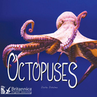 Octopuses, ed. , v.  Cover