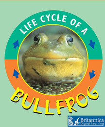 Bullfrog, ed. , v. 