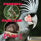 Pouches, Pads, and Plumes, ed. , v.  Cover
