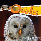 Owls, ed. , v.  Cover