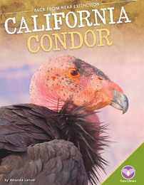 California Condor, ed. , v. 