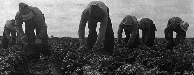 Filipinos cut lettuce in Salinas, California, June 1935. Photo was taken by Dorothea Lange during her work for the Farm Security Administration.