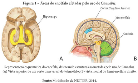 SciELO - Brasil - O sistema endocanabinóide: nova perspectiva no controle  de fatores de risco cardiometabólico O sistema endocanabinóide: nova  perspectiva no controle de fatores de risco cardiometabólico