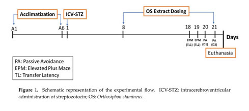 Orthosiphon stamineus Standardized Extract Reverses Streptozotocin 