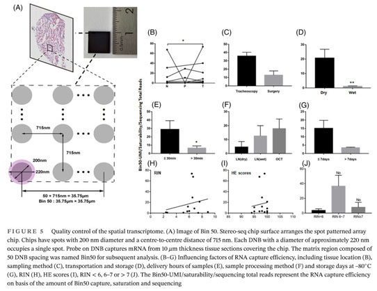 The different functions and clinical significances of caveolin-1 in human  adenocarcinoma and squamous cell carcinoma - Document - Gale OneFile:  Health and Medicine