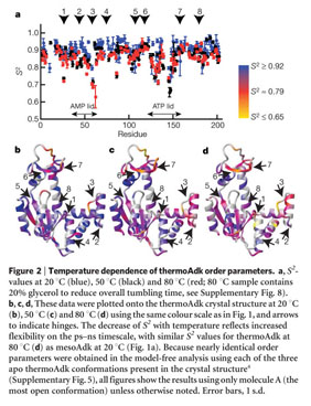 A hierarchy of timescales in protein dynamics is linked to enzyme catalysis