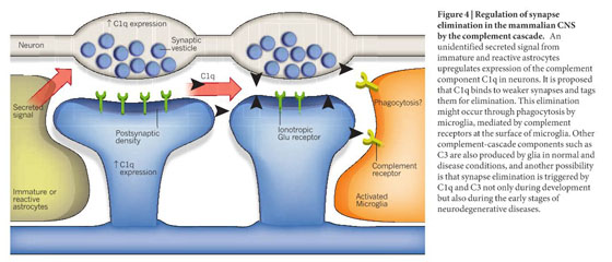 The Classical Complement Cascade Mediates CNS Synapse Elimination
